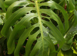 Monstera – monstera
