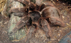 Eupalaestrus campestratus – ptasznik