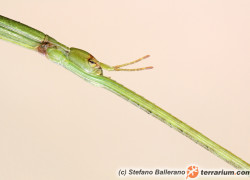 Ramulus artemis – patyczak wietnamski