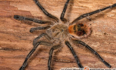 Phrixotrichus vulpinus – ptasznik