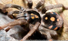 Hapalopus formosus – ptasznik