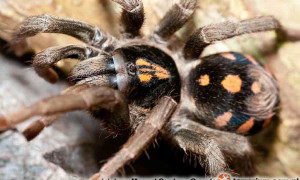 Hapalopus formosus