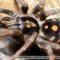 Hapalopus formosus – ptasznik
