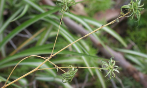 Chlorophytum – zielistka
