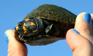 Chcę kupić żółwia!