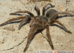 Acanthoscurria spp. – ptaszniki