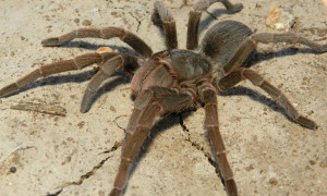 Acanthoscurria spp.