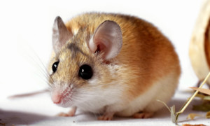 Acomys cahirinus – mysz kolczasta*