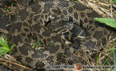 Sistrurus catenatus – grzechotnik