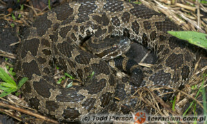 Sistrurus catenatus – grzechotnik