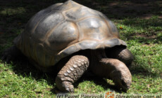 Aldabrachelys gigantea – żółw olbrzymi