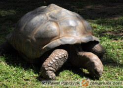 Aldabrachelys gigantea – żółw olbrzymi