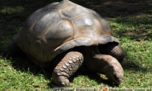 Geochelone gigantea - żółw olbrzymi