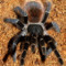 Acanthoscurria chacoana – ptasznik