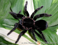 Abdomegaphobema peterklaasi – ptasznik