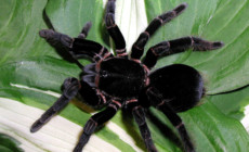 Abdomegaphobema peterklaasi – ptasznik