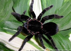 Abdomegaphobema peterklaasi – ptasznik