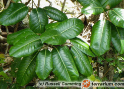 Ficus – fikus, figowiec