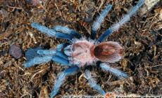 Bonnetina cyaneifemur – ptasznik