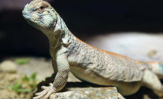 Uromastyx thomasi – biczogon omański*