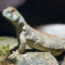 Uromastyx thomasi – biczogon omański*