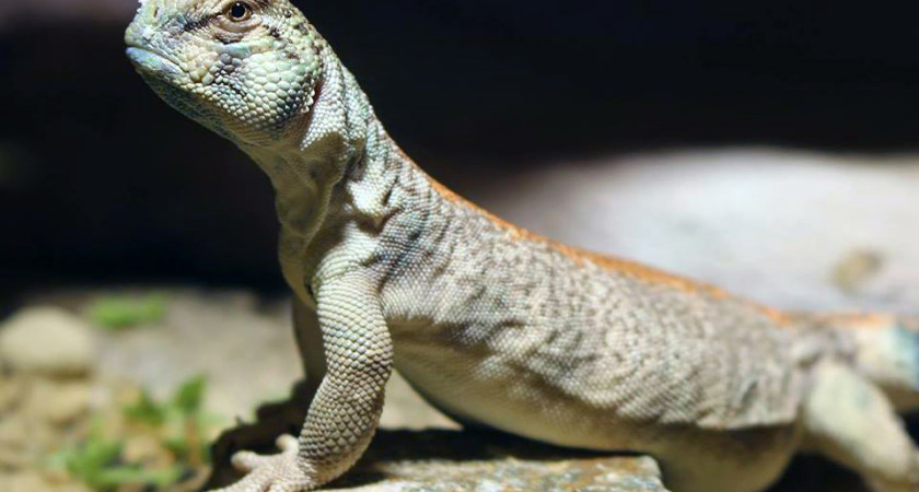 Uromastyx thomasi – biczogon omański*