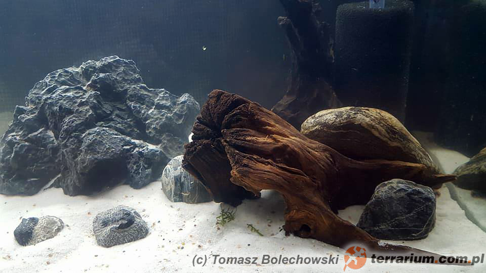 Necturus maculosus – odmieniec amerykański – Akwarium