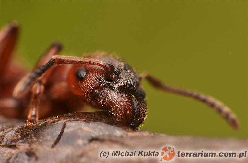 Manica rubida – wścieklica dorodna