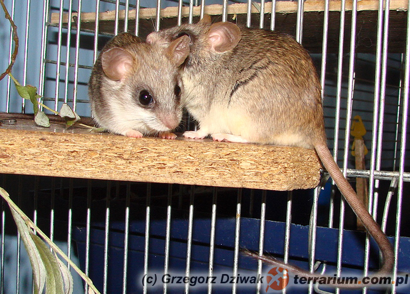 Thallomys nigricauda – akacjoszczur czarnoogonowy