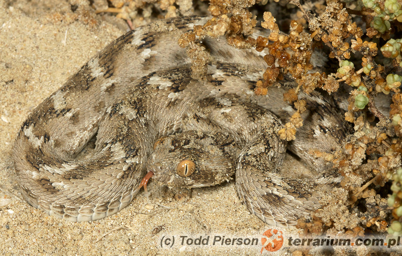 Echis carinatus – efa piaskowa