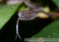 Trimeresurus purpureomaculatus – trwożnica mangrowa, grzechotnik bananowy*