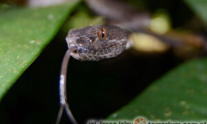 Trimeresurus purpureomaculatus – trwożnica mangrowa, grzechotnik bananowy*