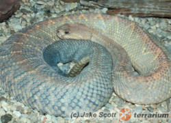 Crotalus durissus – grzechotnik pustynny