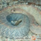 Crotalus durissus – grzechotnik pustynny