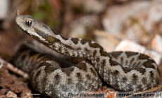Vipera ammodytes – żmija nosoroga
