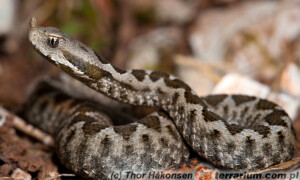 Vipera ammodytes – żmija nosoroga