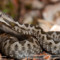 Vipera ammodytes – żmija nosoroga