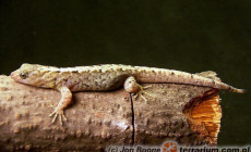 Gonatodes caudiscutatus