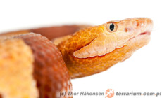 Agkistrodon contortrix – mokasyn miedziogłowiec