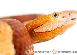 Agkistrodon contortrix – mokasyn miedziogłowiec
