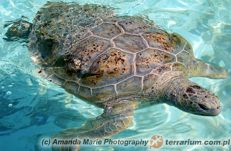 Chelonia mydas - żółw zielony