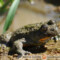 Bombina variegata – kumak górski