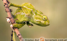 Chamaeleo chamaeleon – kameleon pospolity