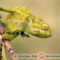 Chamaeleo chamaeleon – kameleon pospolity