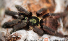 Avicularia violacea – ptasznik