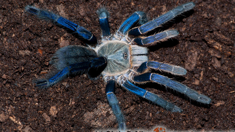 Haplopelma lividum – ptasznik kobaltowy