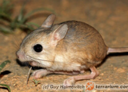 Jaculus jaculus – podskoczek egipski, skoczek pustynny