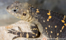 Stellagama (Laudakia) stellio – hardun