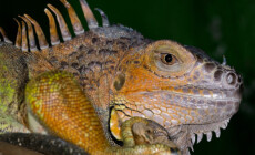 Stosunek wapnia do fosforu w diecie legwana zielonego (Iguana iguana)