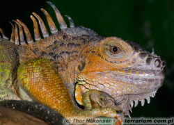 Stosunek wapnia do fosforu w diecie legwana zielonego (Iguana iguana)